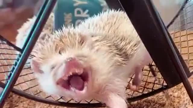 The yawn of this little Hedgehog