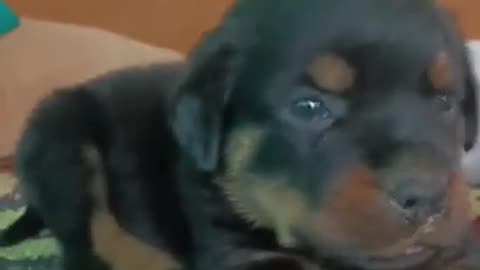 #viral #shorts #puppy @Rottweilertimtim3524 🦮🦮 #dogs #tranding 🔥 #doglover #rottweiler #yt #dog