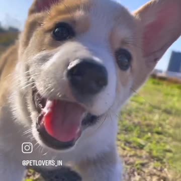 Cute puppy animal beautiful animals and animals 🤩 love 😘