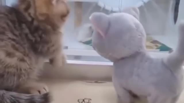 😍 Cute Kittens Doing Funny Things, Cutest kittens in the worlds 2022 😍 #4 Cute Cat