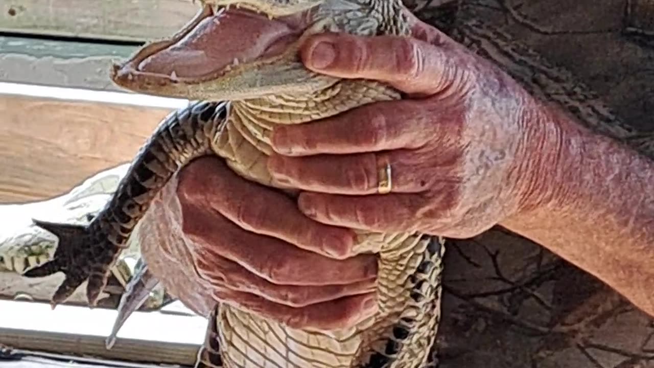 "Smiley" and "Meat Head" alligators at Corrie Billie's, Naples, Fl 2/9/24