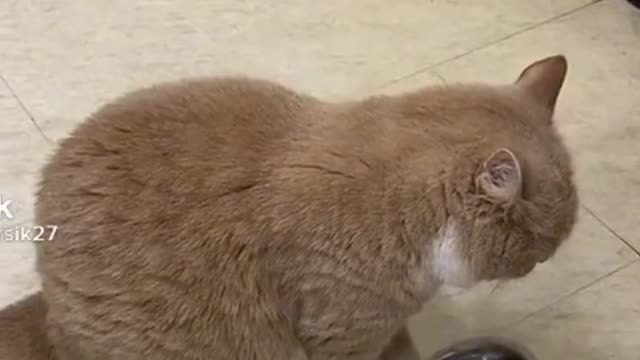 Cat funny videos/comedy videos