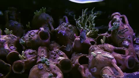 Dark tank with silver fish swimming