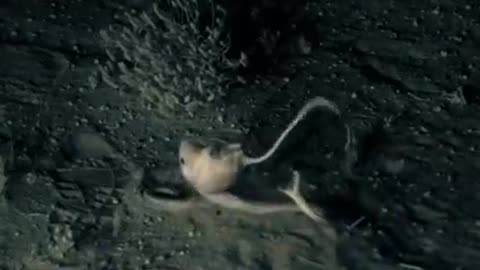 snake vs mouse