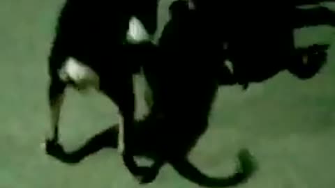 Dog fight video