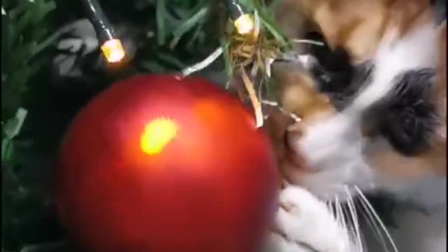 Cute cat celebrates Christmas in its own way