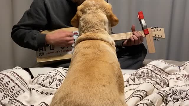 Serenading Luna with DIY Cigar Box Guitar