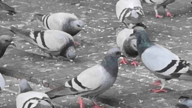 Bird pigeons