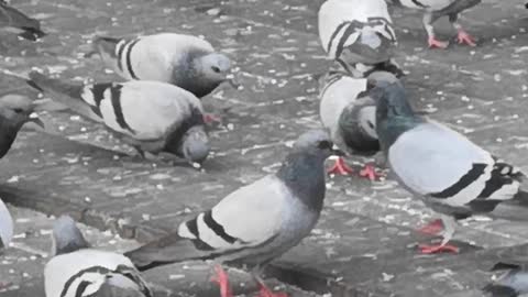 Bird pigeons