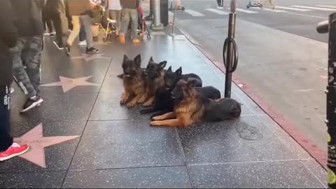 beautiful dogs