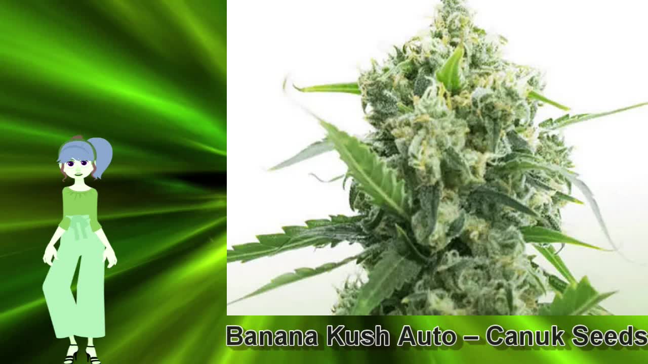 Banana Kush Auto – Canuk Seeds