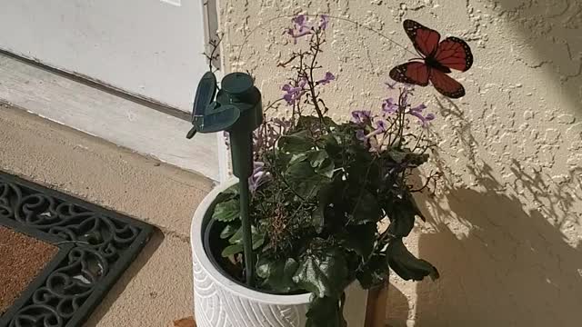 Solar Powered Butterfly