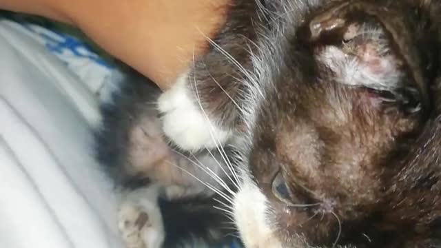 Cutie kitty wow!