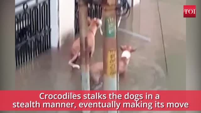 A crocodile almost made a meal of two dogs🍗.