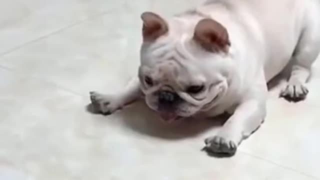 Cute Pets and Funny Animals Videos Compilation