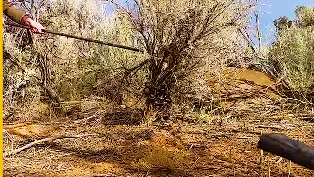 Man Freeing A Trapped Cougar