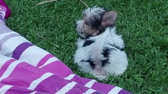 Biewer Yorkie Zoomies - oh my hat, how ADORABLE !!