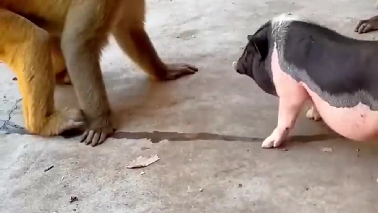 Monkey Vs Pig : Funny video .