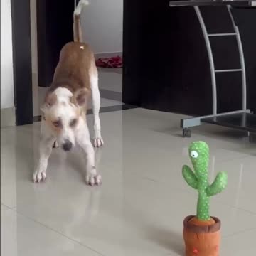 Dogs React to Talking Cactus Toy