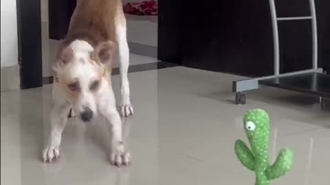 Dogs React to Talking Cactus Toy