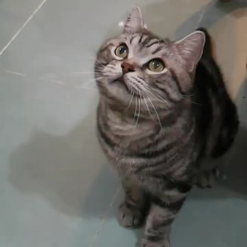 American_shorthair_Jumping😼😼#shorts_#cats_#catlover_#americanshorthair(480p)