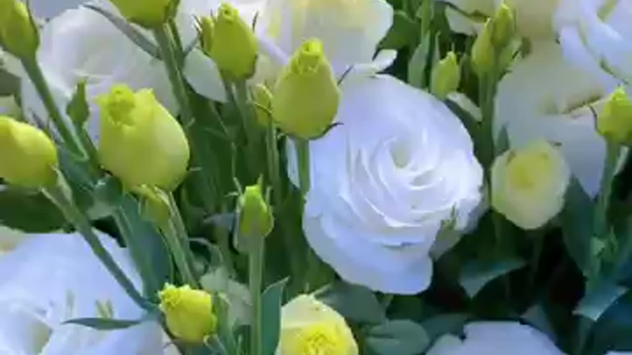 White_Eustoma_Represents_Pure_Love__#satisfying_#short