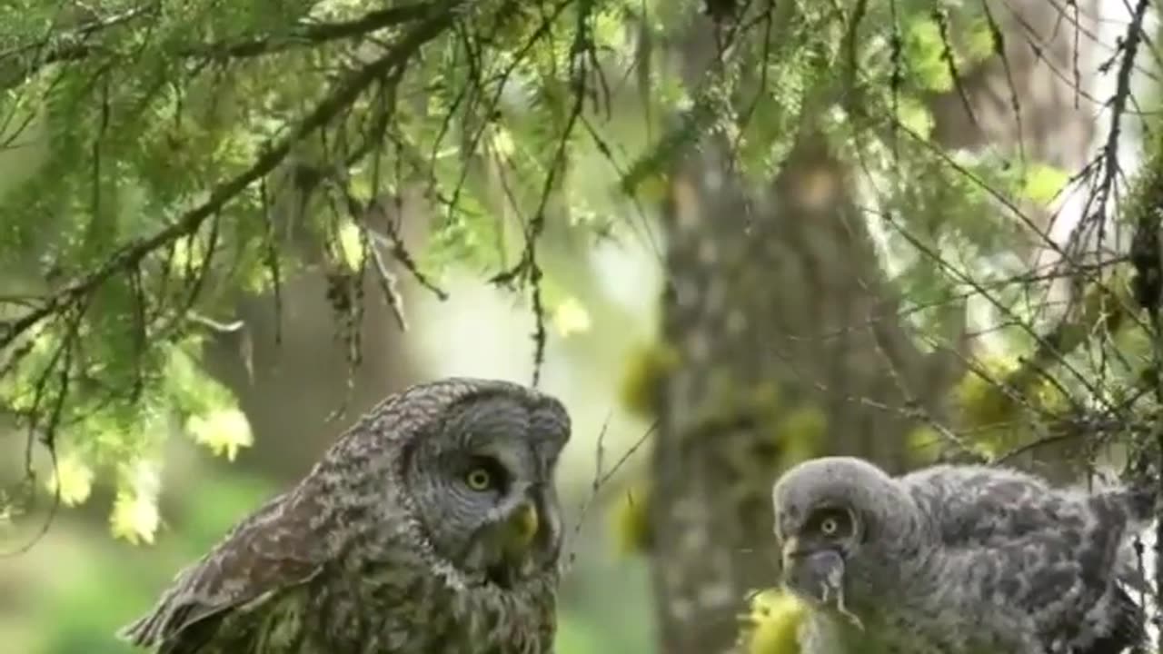 Birds