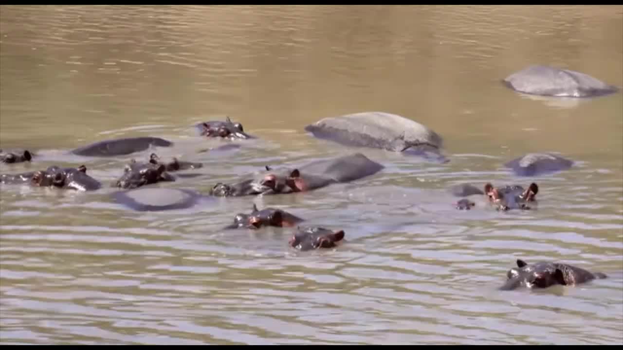 Animals Video Masai Mara - The Big Hunt