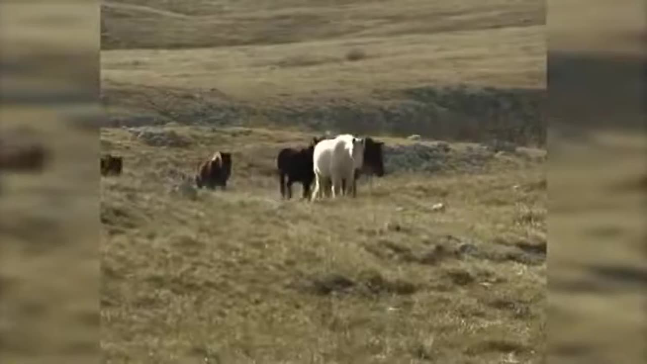 Wild Horses Livno #8