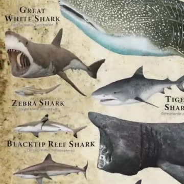 Types Of Sharks - Great White Shark