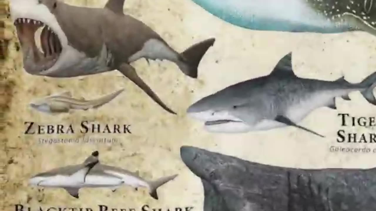 Types Of Sharks - Great White Shark