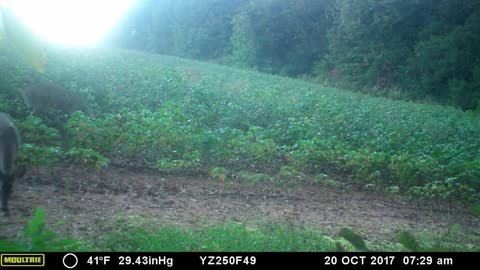 Deer, Fox, Coyote, and also what looks like a house cat out for a stroll...