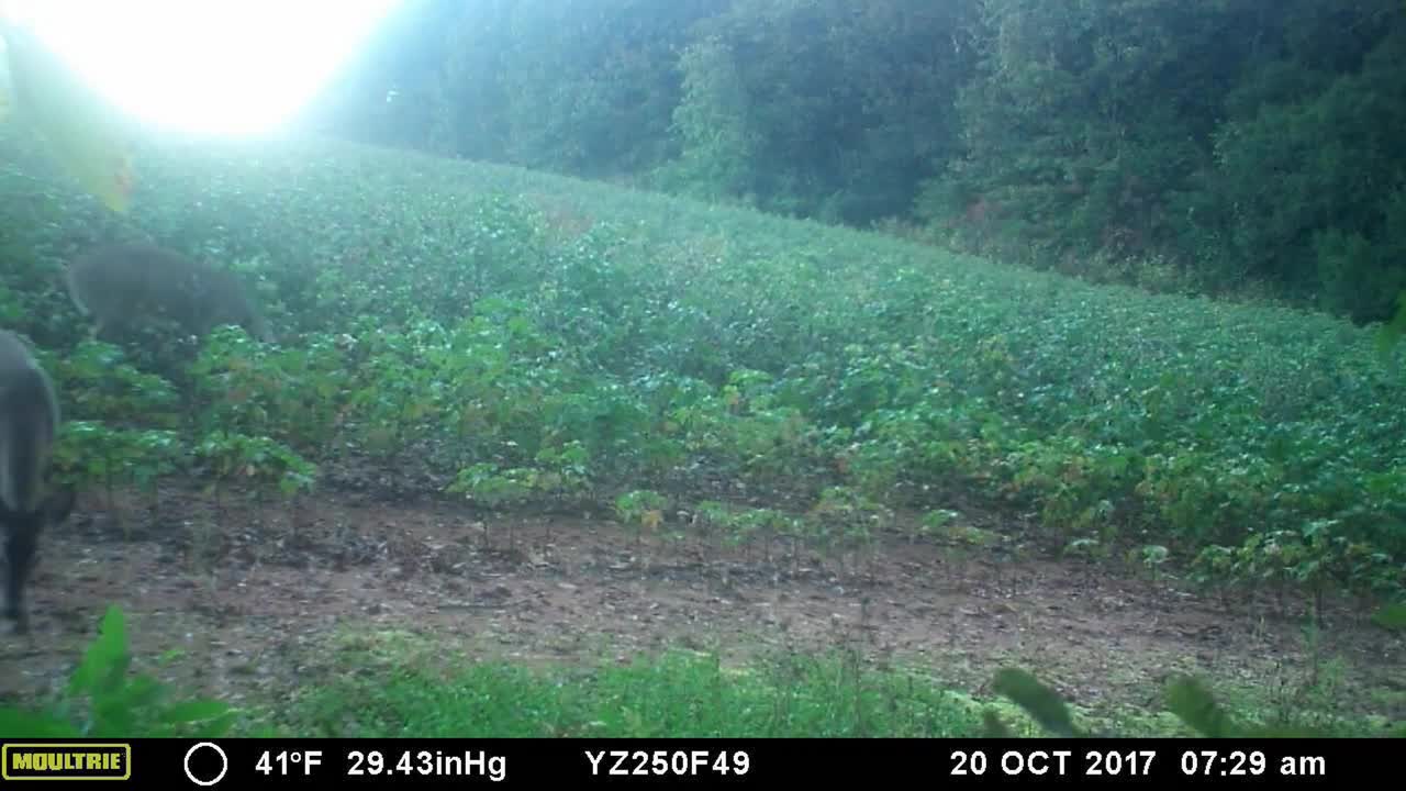 Deer, Fox, Coyote, and also what looks like a house cat out for a stroll...