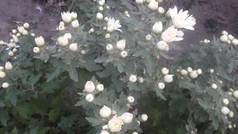 Baby chrysanthemums