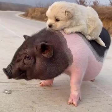 Very kindly pig with lovely dog