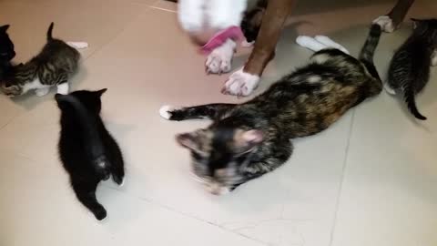 Pitbull doing kitten headcount