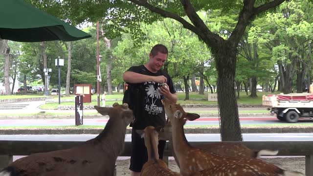 Deer in Nara Japan