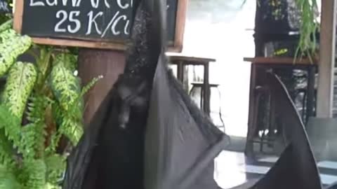 Bat just hanging out