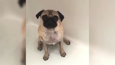 Pug takes a bath helplessly, and washes away