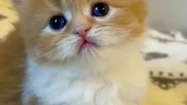 Funny Little cats cute #Short