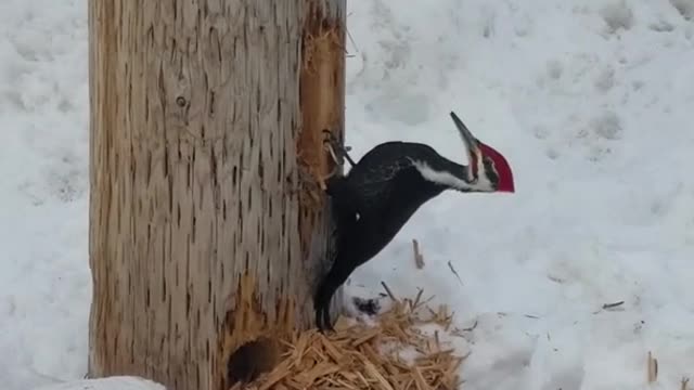 Pileated Woodpecker pecking on the hydro post