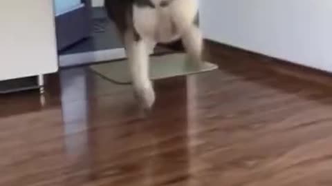 Husky with humor as always