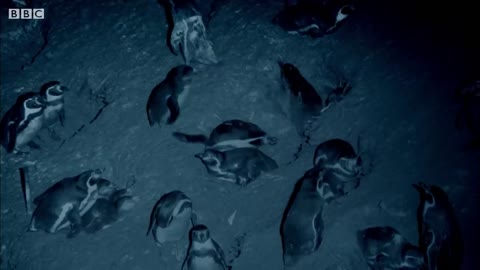 Humboldt Penguins Fight off Vampire Bats | BBC Earth