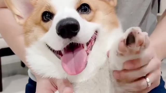 cute puppy playing with human