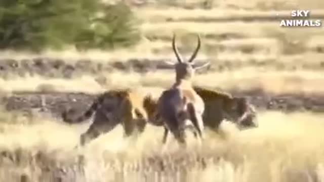 Animals in