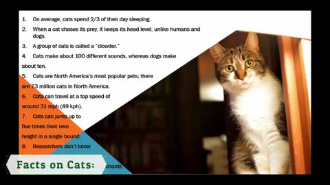 Facts On Cat