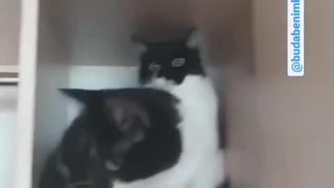 Funny cat behavior makes you laugh