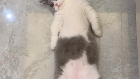 Funny cat videos 2021 _ Funny cats _ Cute cats and Funny Animals