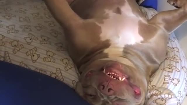 happy dog