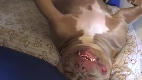 happy dog